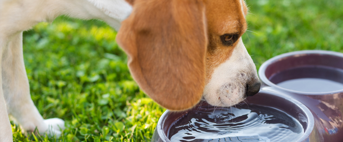 Il tuo cane beve abbastanza acqua? I consigli di Roypet - Roypet